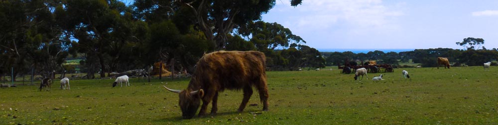 Will's Rare Breeds Farm