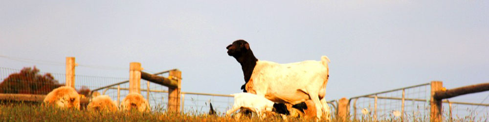 Will's Rare Breeds Farm