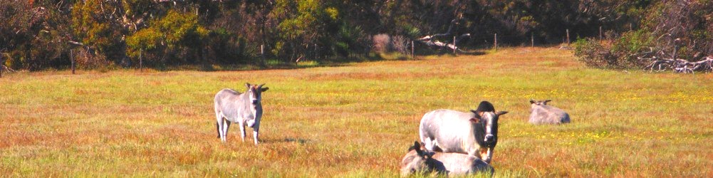 Will's Rare Breeds Farm