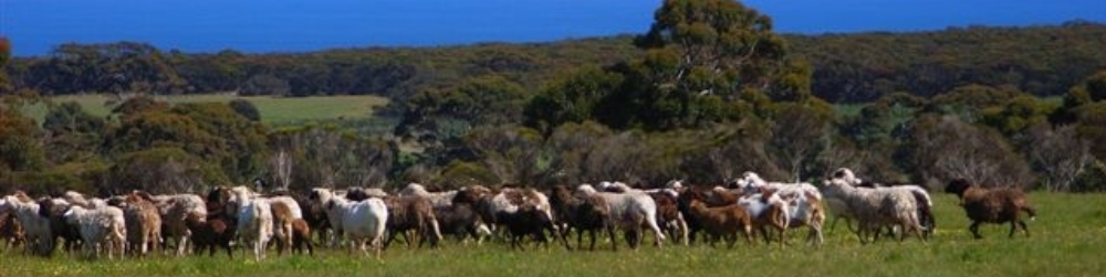 Will's Rare Breeds Farm