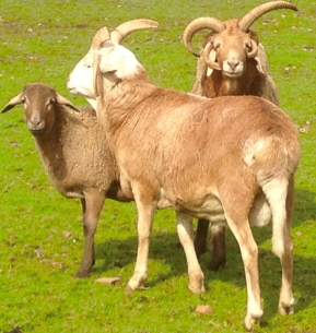 four horn sheep